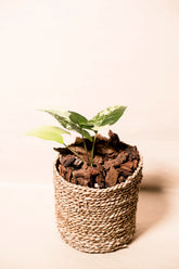 Syngonium alba variegata